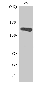 GAK Polyclonal Antibody