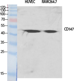EMMPRIN Polyclonal Antibody