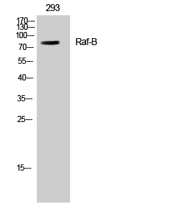 Raf-B Polyclonal Antibody