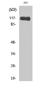 Hrs Polyclonal Antibody