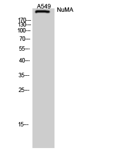 NuMA Polyclonal Antibody