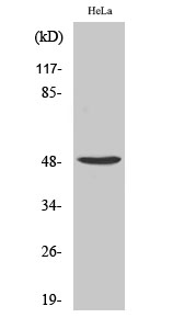 PRIM1 Polyclonal Antibody