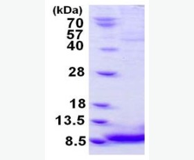 Recombinant Human C-C Motif Chemokine 26/CCL26