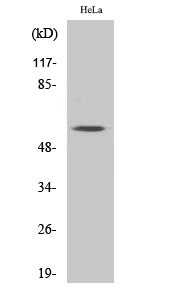 MYH Polyclonal Antibody