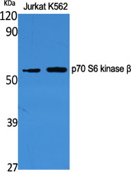 p70 S6 kinase β Polyclonal Antibody