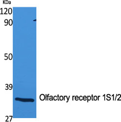 Olfactory receptor 1S1/2 Polyclonal Antibody