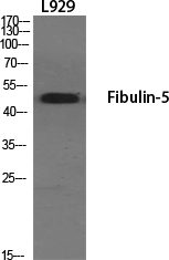 Fibulin-5 Polyclonal Antibody