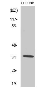 Olfactory receptor 52D1 Polyclonal Antibody