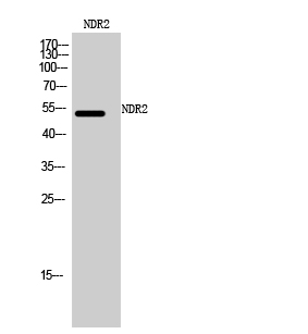 NDR2 Polyclonal Antibody