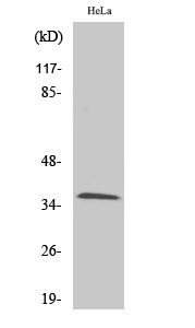 Olfactory receptor 9Q2 Polyclonal Antibody