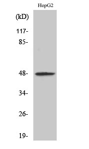 RAGE Polyclonal Antibody