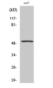 p53 Polyclonal Antibody