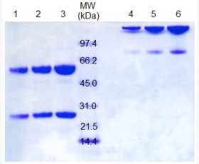 Recombinant Mouse 4-1BB/TNFRSF9/CD137