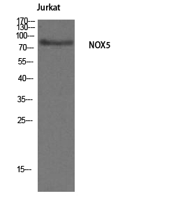 Nox5 Polyclonal Antibody