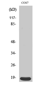 p18 Polyclonal Antibody