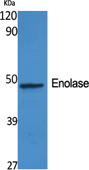 Enolase Polyclonal Antibody