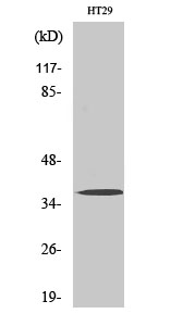 Olfactory receptor 51B2 Polyclonal Antibody