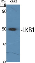 LKB1 Polyclonal Antibody