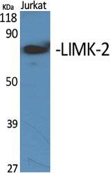 LIMK-2 Polyclonal Antibody