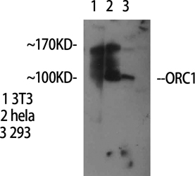 ORC1 Polyclonal Antibody