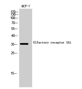 Olfactory receptor 5A1 Polyclonal Antibody