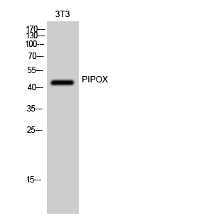 PIPOX Polyclonal Antibody