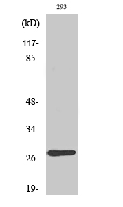 MRP-L16 Polyclonal Antibody