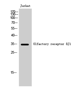 Olfactory receptor 8J1 Polyclonal Antibody