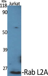 Rab L2A Polyclonal Antibody