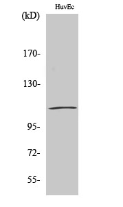 p120 Polyclonal Antibody