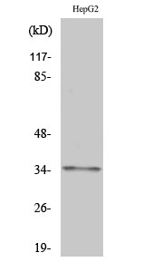 Olfactory receptor 2AG1/2 Polyclonal Antibody