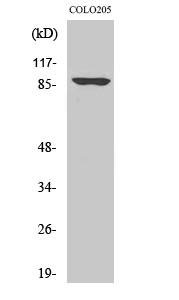 Oct-1 Polyclonal Antibody