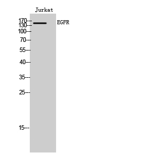 EGFR Polyclonal Antibody
