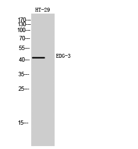 EDG-3 Polyclonal Antibody