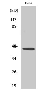 Inhibin β-B Polyclonal Antibody