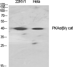 PKAα/β/γ cat Polyclonal Antibody