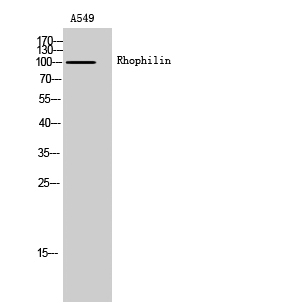 Rhophilin Polyclonal Antibody