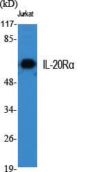 IL-20Rα Polyclonal Antibody