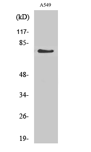 GCS-α-1 Polyclonal Antibody