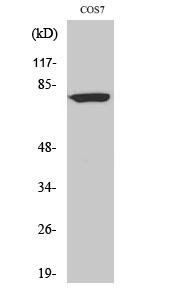 DQX1 Polyclonal Antibody