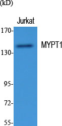 MYPT1 Polyclonal Antibody