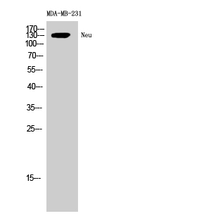 Neu Polyclonal Antibody