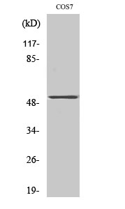 PTEN Polyclonal Antibody