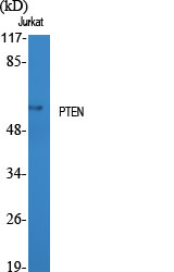 PTEN Polyclonal Antibody