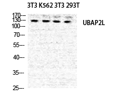 NICE4 Polyclonal Antibody