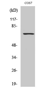 Rac GAP1 Polyclonal Antibody