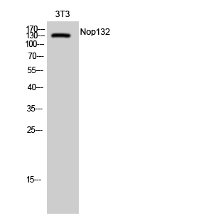 Nop132 Polyclonal Antibody