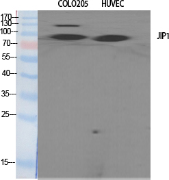 JIP-1 Polyclonal Antibody