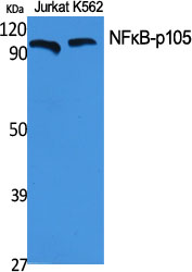 NFκB-p105 Polyclonal Antibody