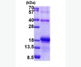 Recombinant Human Aldo-Keto Reductase 1C2/AKR1C2